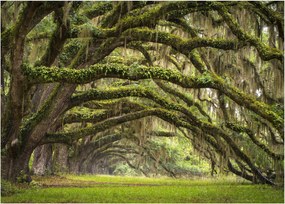 Obraz - Oaks Avenue, Charleston, Južná Karolína, USA (70x50 cm)