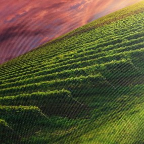 Obraz vinice s farebným nebom (120x50 cm)