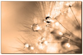 Obraz na plátne - Dandelion z kvapkami rosy 1262FA (100x70 cm)