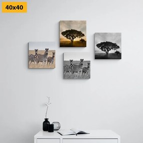 Set obrazov zvieratá žijúce na Savane Varianta: 4x 40x40