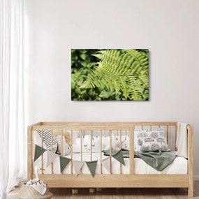 Obraz - Papradinový list (90x60 cm)