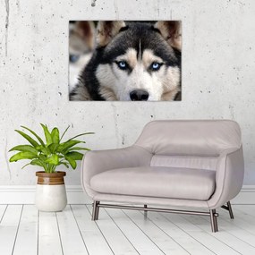 Obraz psa husky (70x50 cm)