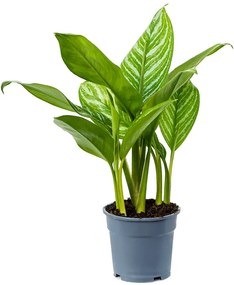 Aglaonema stripes 21x70 cm