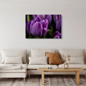Obraz kvetov tulipánov (90x60 cm)