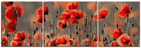 Obraz na plátne - Krásne divoké maky - panoráma 597FC (150x50 cm)