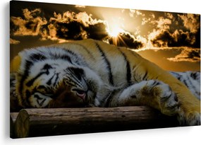 Obraz spiaceho tigra (90x60 cm)