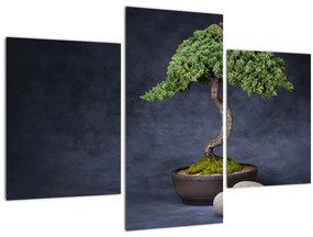 Obraz - Bonsai (90x60 cm)