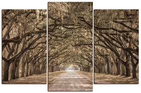 Obraz na plátne - Historické dubové stromy lemované poľnou cestou 1239FC (120x80 cm)