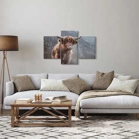 Obraz - Highlander krava (90x60 cm)