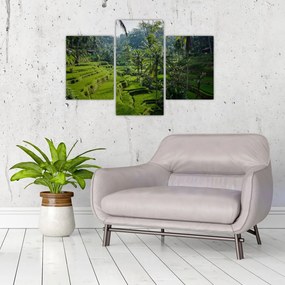 Obraz ryžových terás Tegalalang, Bali (90x60 cm)