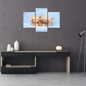 Obraz - Spiace mačiatka (90x60 cm)
