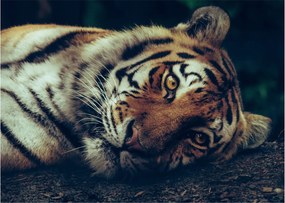 Obraz - Tiger Sibírsky (70x50 cm)