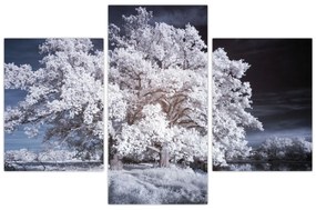 Obraz - Snehobiely strom (90x60 cm)