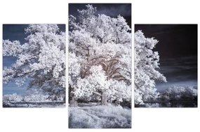 Obraz - Snehobiely strom (90x60 cm)