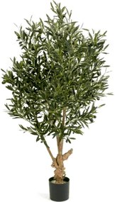 Natural twisted olive Tree
