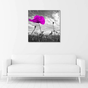 Obraz na plátně Květiny Fialový mák Květina na louce - 40x40 cm