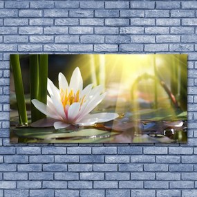 Obraz plexi Vodné lilie slnko rybník 120x60 cm