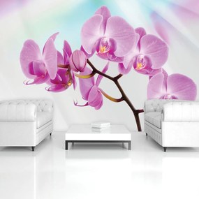 Fototapeta - Orchidea (152,5x104 cm)