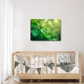Sklenený obraz - Lienka (70x50 cm)
