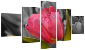 Obraz červeného tulipánu na čiernobielom pozadí