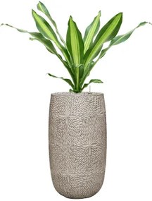 Dracaena fragrans burley 21x75 cm