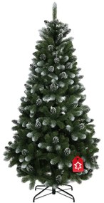 Borovica zasněžená 180 cm