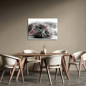 Sklenený obraz - Mačka so zelenými očami (70x50 cm)