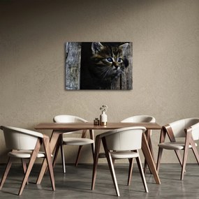 Obraz mačiatka (70x50 cm)