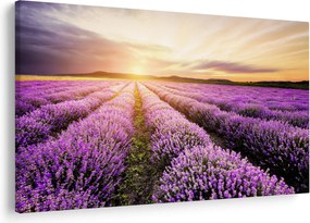 Obraz - Východ slnka v levanduľovom poli (90x60 cm)