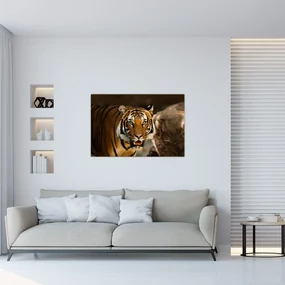 Obraz tigra (90x60 cm)