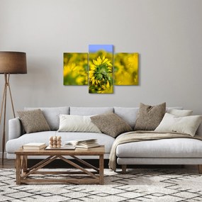 Obraz slnečnice (90x60 cm)