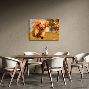 Obraz - Zlatý retriever (70x50 cm)