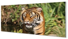 Obraz na akrylátovom skle Tiger woods 120x60 cm