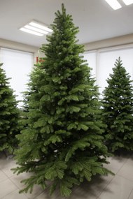 Borovica Limba 255cm- 100% 3D