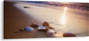 Obraz - Mušle (120x50 cm)