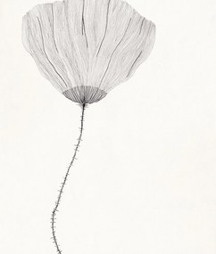 Moikka Plagát Poppy by Ana Frois A4 (21x27cm)