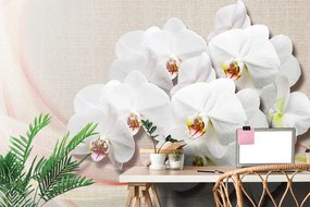 Samolepiaca tapeta krása bielej orchidey na plátne