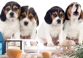 Artgeist Fototapeta - Sad Puppies Veľkosť: 100x70, Verzia: Premium