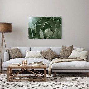Obraz - Zelená agáve (90x60 cm)