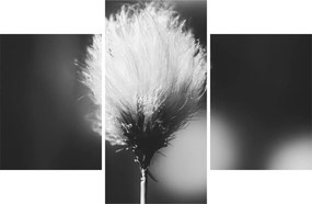 Obraz - Čiernobiely cottongrass (90x60 cm)