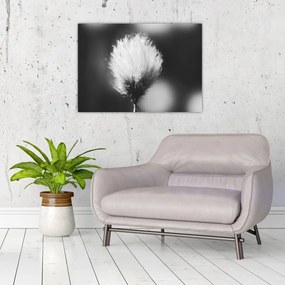 Sklenený obraz - Čiernobiely cottongrass (70x50 cm)