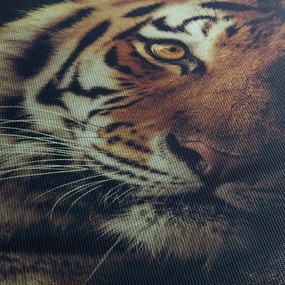 Obraz - Tiger Sibírsky (120x50 cm)