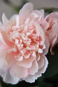 Umelá pivonka v krémovom kvetináči PEONY, výška 70 cm, ružová