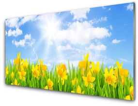 Obraz plexi Narcisy lúka tráva príroda 125x50 cm