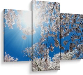 Obraz - Čerešňové kvety (90x60 cm)