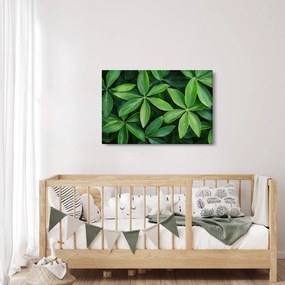Obraz - Listy s kvapkami rosy (90x60 cm)