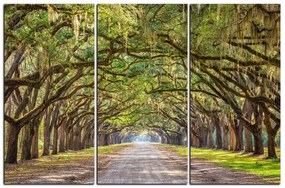 Obraz na plátne - Historické dubové stromy lemované poľnou cestou 1239B (90x60 cm  )