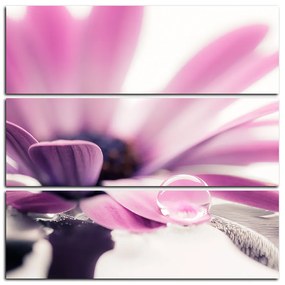 Obraz na plátne - Kvapka rosy na lúpeňoch kvetu - štvorec 380C (75x75 cm)