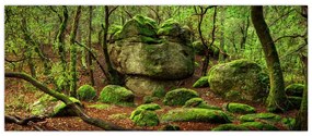 Obraz čarovného lesa (120x50 cm)