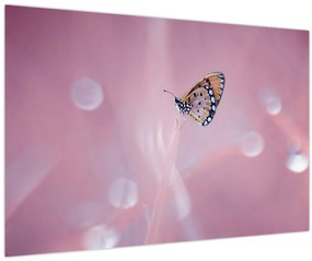 Obraz - Motýľ (90x60 cm)